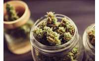 Le CBD : révolution dans le monde du bien-être et la santé