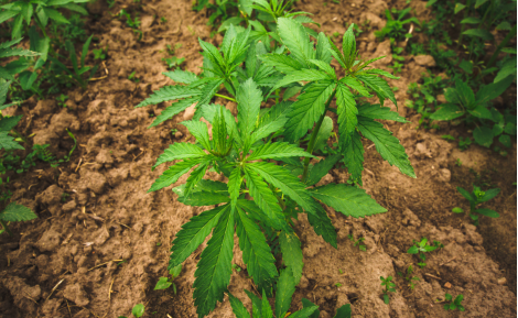 Quels sont les effets des fleurs de CBD ?