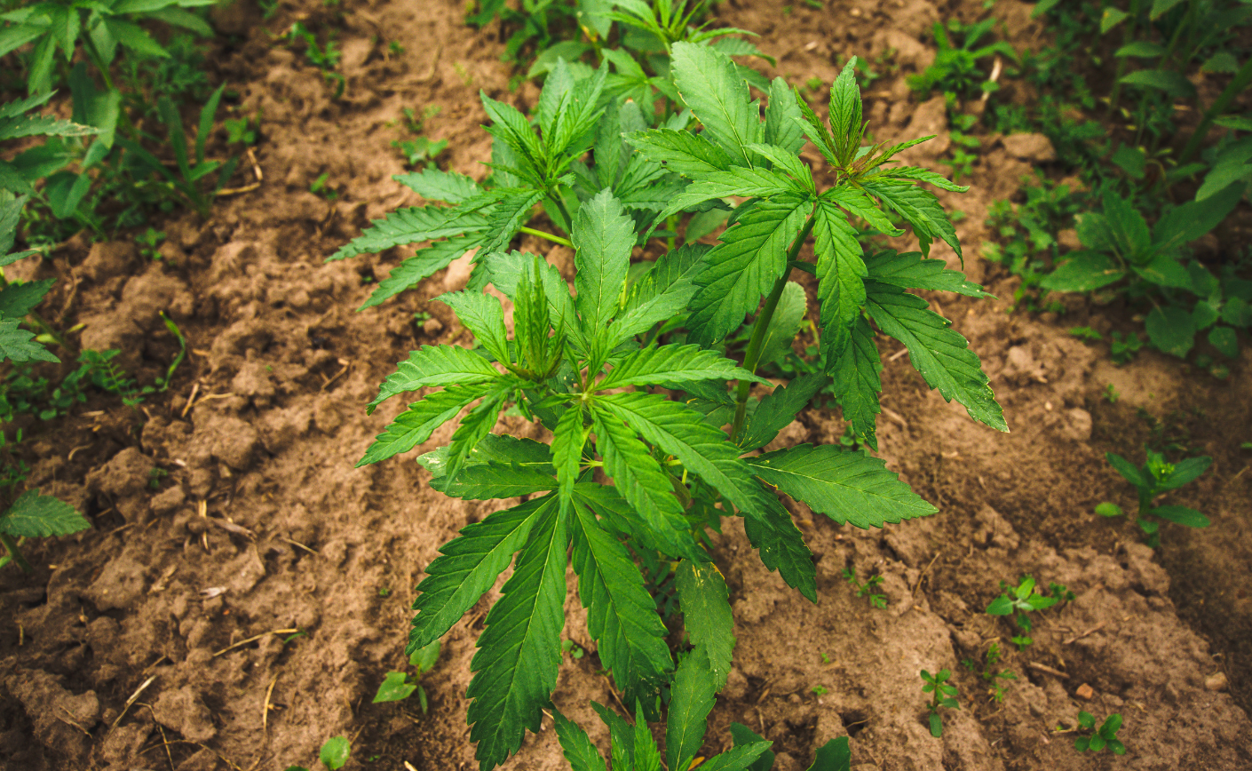 Quels sont les effets des fleurs de CBD ?